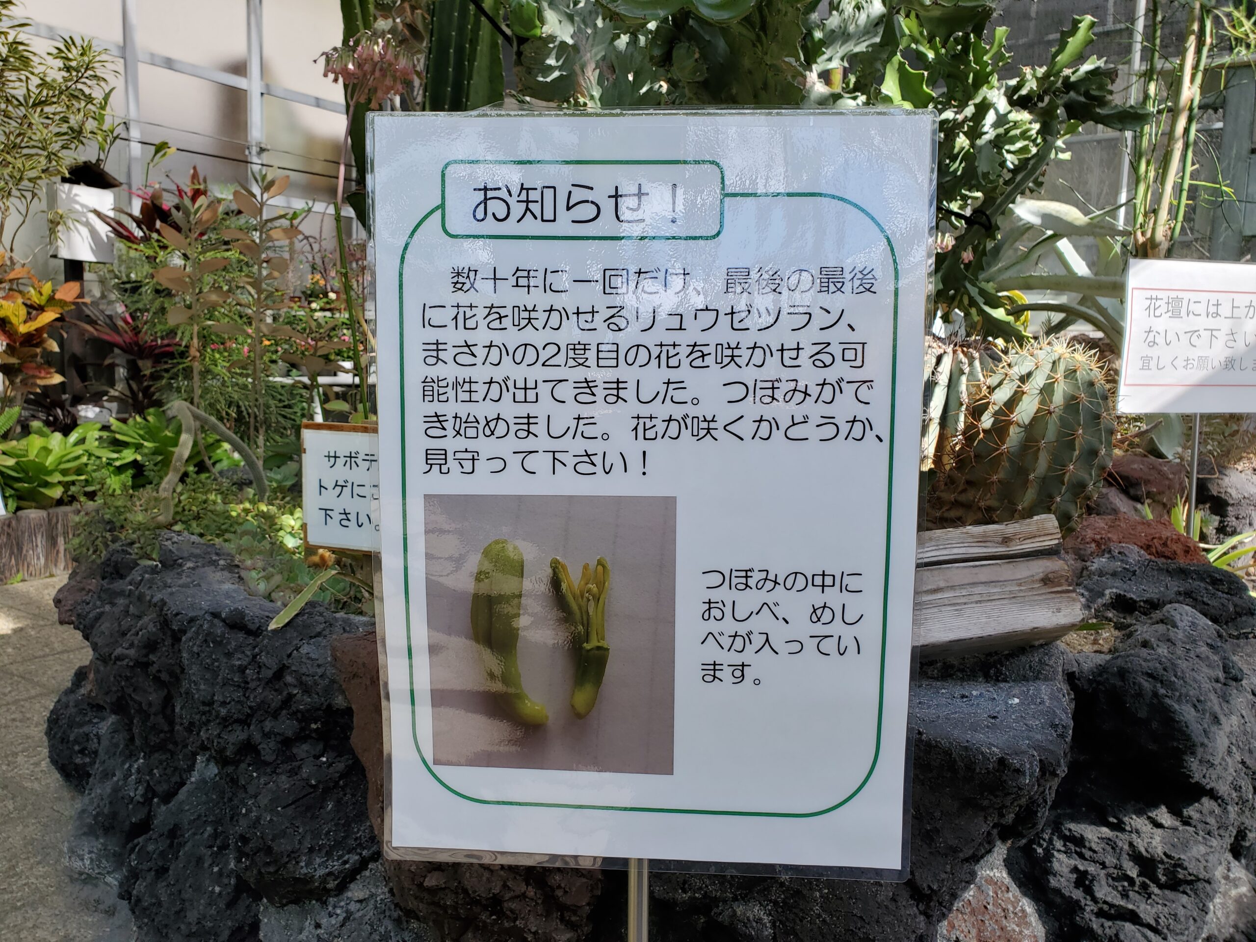 緑のセンターの一生にいちどしか咲かないはずの花にまたつぼみがつい