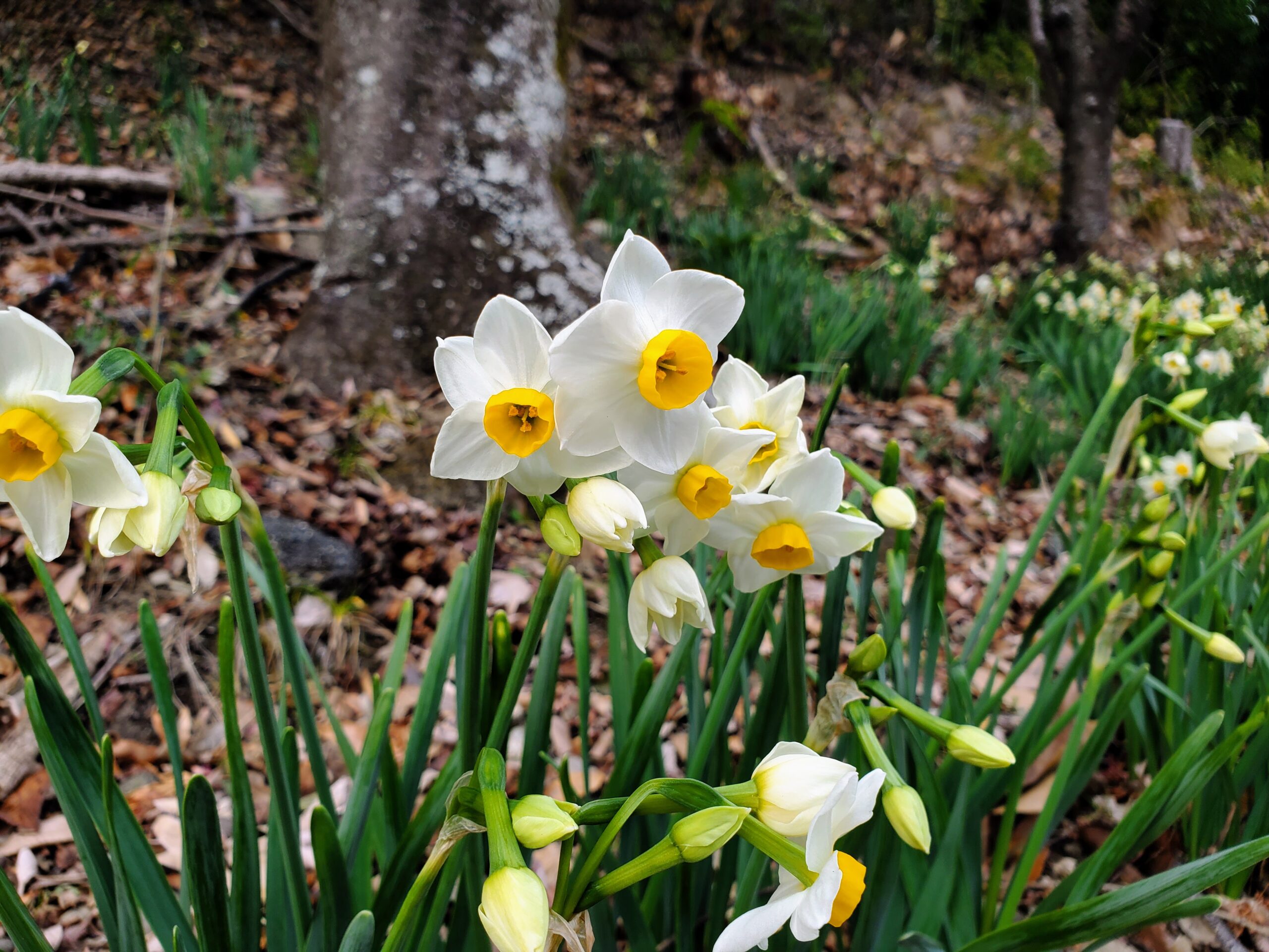 冬のお花を探しに緑のセンターの坂道を歩いてみた / 寒いけれど元気に