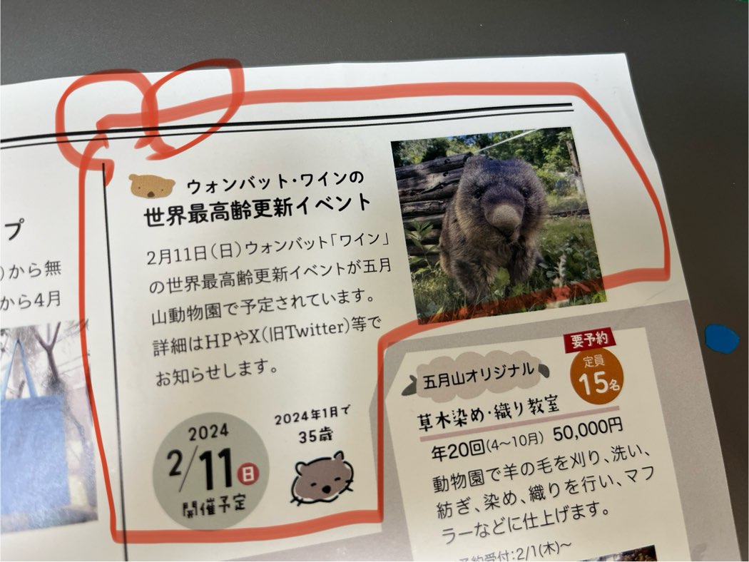 五月山動物園のウォンバット「ワイン」の世界最高齢更新イベントがある